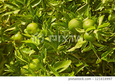 Closeup of green mandarin oranges or citrus lime growing on lush tree branch on sustainable orchard farm in remote countryside. Farming fresh and healthy snack fruit for nutrition, diet and vitamins Closeup of green mandarin oranges or citrus lime growing on lush tree branch on sustainable orchard farm in remote countryside. Farming fresh and healthy snack fruit for nutrition, diet and vitamins 121818997