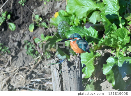 Kingfisher wild bird 121819008