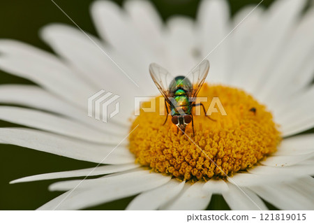 Pollen, plants and flower being pollinated by a fly in a nature park, garden or field. Insect, bee or bug collecting, gathering or getting nectar from a daisy flower in a natural environment 121819015