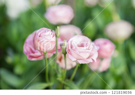 Close up of gentle pink flowers lisianthus spring concept. 121819036