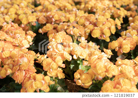 Beautiful fresh yellow begonias,Beautiful blooming begonias. 121819037