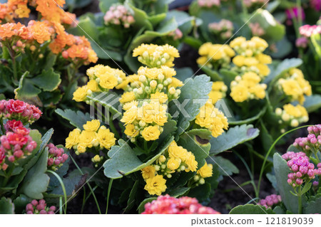 Kalanchoe blossfeldiana 'Shadow'is a nice house plant. 121819039
