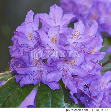Beautiful closeup of colorful flowers blooming in a backyard garden or botanical forest on a Spring day. Catawba rosebay Azaleas species plant growing in natural grassland with green leaves. Beautiful closeup of colorful flowers blooming in a backyard garden or botanical forest on a Spring day. Catawba rosebay Azaleas species plant growing in natural grassland with green leaves. 121819114