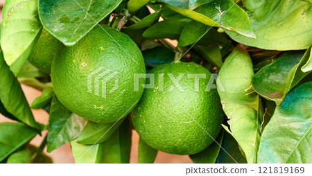Two ripening limes growing on a tree in a yard or organic agriculture orchard farm. Closeup of lush citrus fruit plant with green leaves during harvest season. Providing vitamin C for good health 121819169