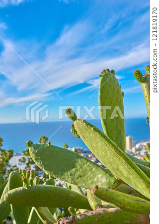 Blue sky, closeup of green nopal cactus plant growing on a hill with ocean or sea background. Succulent prickly pear fruit farmed or cultivated for nutrition, antioxidants or vitamins with copy space Blue sky, closeup of green nopal cactus plant growing on a hill with ocean or sea background. Succulent prickly pear fruit farmed or cultivated for nutrition, antioxidants or vitamins with copy space 121819170