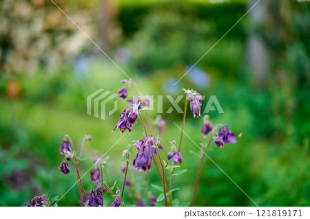 My garden. Purple flowers blooming in a garden against blurred green background with copy space. Common columbine or Aquilegia vulgaris plant after flowering season in a field or forest outdoors. 121819171