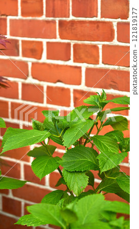 Green big leaf hydrangea plants growing against red brick wall outdoors. Leave textures on a outdoor ornament plant grown in summer backyard landscaping. Gardening shrubs contrasting on red exterior 121819177