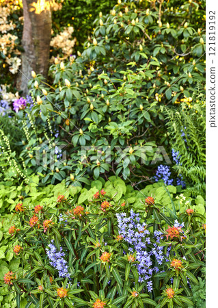 Spanish bluebell or Siberian squill flower plants in full bloom in a garden on a sunny Spring or Summer day. Closeup of nature surrounded by the green scenery of trees and leaves in a forest. 121819192