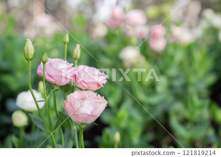 Close up of gentle pink flowers lisianthus spring concept 121819214