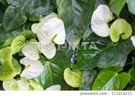 White Anthurium Flower. Flower blossoms garden 121819222