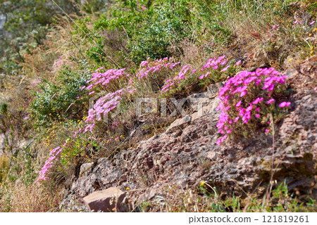 Beautiful Trailing Ice plants and green lush bushes growing peacefully on a mountain in Cape Town. Large area of wilderness in rural landscape with calming fresh air, ecological life and harmony Beautiful Trailing Ice plants and green lush bushes growing peacefully on a mountain in Cape Town. Large area of wilderness in rural landscape with calming fresh air, ecological life and harmony 121819261