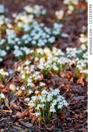 Garden with Galanthus Nivalis flowers growing on a sunny spring day. Vibrant white plants bloom outdoors in nature or in a park. Decorative foliage blossoming in sustainable or fertile soil Garden with Galanthus Nivalis flowers growing on a sunny spring day. Vibrant white plants bloom outdoors in nature or in a park. Decorative foliage blossoming in sustainable or fertile soil 121819348