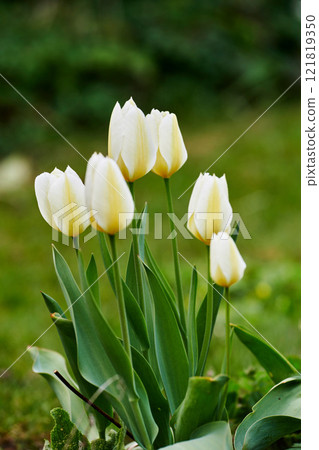 White garden tulips growing in spring. Closeup of didiers tulip from the tulipa gesneriana species with vibrant petals and green stems blossoming and blooming in nature on a sunny day outdoors White garden tulips growing in spring. Closeup of didiers tulip from the tulipa gesneriana species with vibrant petals and green stems blossoming and blooming in nature on a sunny day outdoors 121819350