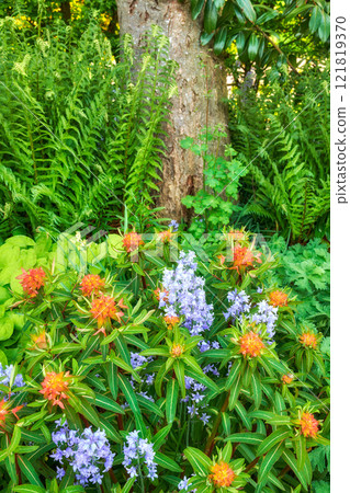 Bluebell and peking spurge flowers in a green park. Nature landscape of blue purple and orange flowering plants growing in between tree trunk and shrub foliage in an outdoor spring garden or backyard Bluebell and peking spurge flowers in a green park. Nature landscape of blue purple and orange flowering plants growing in between tree trunk and shrub foliage in an outdoor spring garden or backyard 121819370