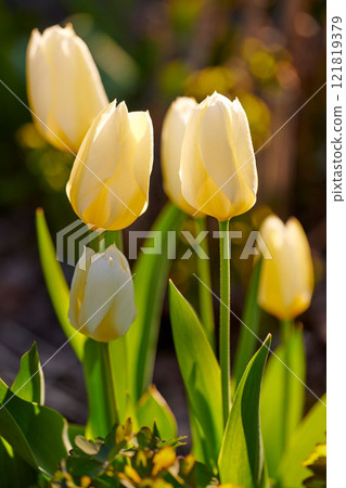Beautiful white tulips in a backyard garden in summer. Perennial flowering plants blooming in a nature park or field in spring. Closeup of flowers budding and opening up in a park in the sunlight Beautiful white tulips in a backyard garden in summer. Perennial flowering plants blooming in a nature park or field in spring. Closeup of flowers budding and opening up in a park in the sunlight 121819379