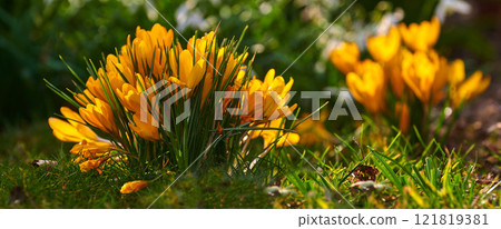 Closeup of yellow poisonous crocus plants growing in mineral rich, nutritious soil in private, landscaped and secluded home garden. Textured detail of budding iridaceae flowers in backyard or nursery 121819381