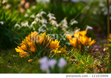 Colorful crocus flower view in nature on a spring gardening day. Closeup of an outdoor landscape with green grass and yellow flowers. Beautiful natural growing garden plants in the relaxing outdoors. Colorful crocus flower view in nature on a spring gardening day. Closeup of an outdoor landscape with green grass and yellow flowers. Beautiful natural growing garden plants in the relaxing outdoors. 121819406