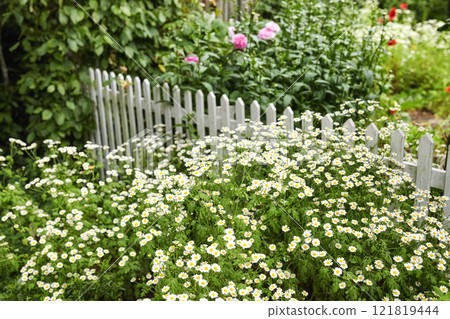 Feverfew flowers growing in a green backyard garden in summer. Landscape view of pretty flowering plants beginning to bloom and blossom in a park or on a lawn in spring. Flora flourishing in nature Feverfew flowers growing in a green backyard garden in summer. Landscape view of pretty flowering plants beginning to bloom and blossom in a park or on a lawn in spring. Flora flourishing in nature 121819444