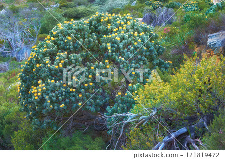 Yellow fynbos flowers and other plant species growing on Table Mountain, Cape Town in South Africa. Green bushes and shrubs along a hiking trail in a serene and uncultivated nature reserve in summer 121819472