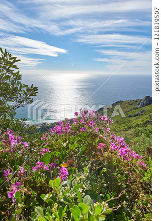 Pink ivy geranium flowers growing in their natural habitat with the ocean in the background. Lush landscape of pelargonium plants in a peaceful and uncultivated reserve with the sea on the horizon Pink ivy geranium flowers growing in their natural habitat with the ocean in the background. Lush landscape of pelargonium plants in a peaceful and uncultivated reserve with the sea on the horizon 121819507