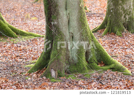 The roots of a tree trunk covered in moss outdoors in a park during autumn. Big and old trees in nature with brown leaves on the ground. View of the bottom of the woods on a summer day 121819513
