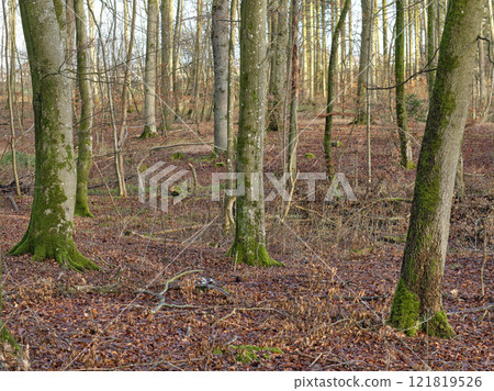 Forest trees in autumn with dry leaves on the ground. Low angle landscape of many tree trunks in a wood land or the woods during fall season. Old barks covered in moss or lichen in nature environment 121819526