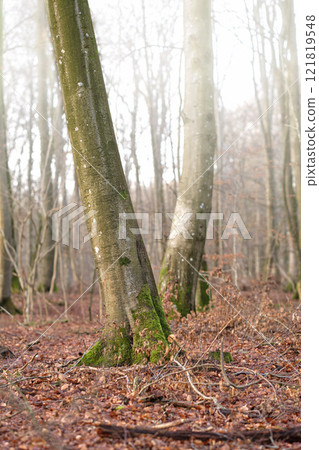 Tall beech tree trunks with moss and algae growing in a misty forest outdoors. Scenic natural landscape with wooden texture of long old bark in a remote and peaceful meadow with autumn leaves 121819548