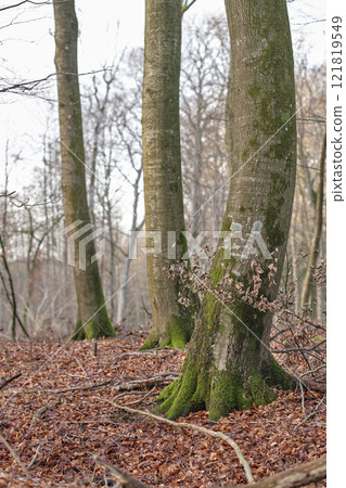 Late winter forest. Morning view of forest trees in nature. Fallen leaves on a cold morning, natural rooted paths and entangling vines. Changing life in the season of Autumn, growth in the outdoors. Late winter forest. Morning view of forest trees in nature. Fallen leaves on a cold morning, natural rooted paths and entangling vines. Changing life in the season of Autumn, growth in the outdoors. 121819549