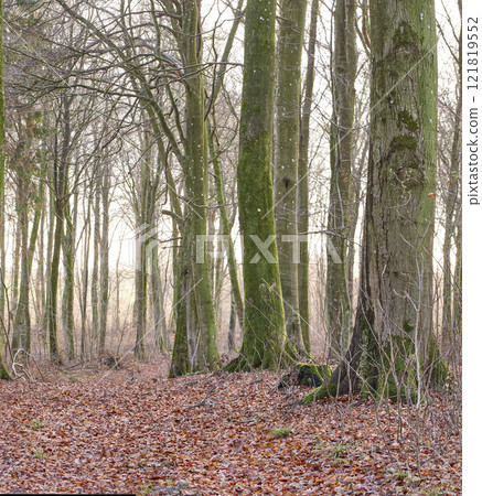 Landscape of lots of tree trunks covered in moss with leafless branches in a wild undisturbed environment during Autumn. Path in nature with leafless trees and fallen brown leaves in a forest Landscape of lots of tree trunks covered in moss with leafless branches in a wild undisturbed environment during Autumn. Path in nature with leafless trees and fallen brown leaves in a forest 121819552