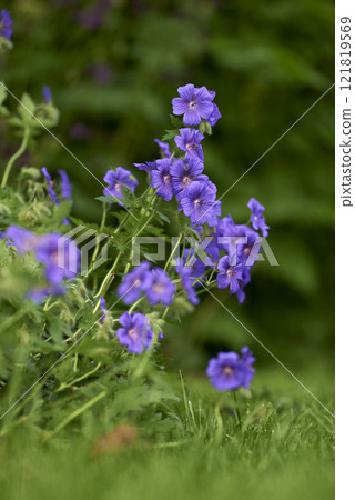 Close up of purple geraniums blossoming in the green grass with blurred green background. Stunning bunch of bright meadow flowers growing on the forest edge. Native woodland plant blooming in spring Close up of purple geraniums blossoming in the green grass with blurred green background. Stunning bunch of bright meadow flowers growing on the forest edge. Native woodland plant blooming in spring 121819569