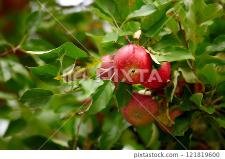 Red apples growing on trees for harvest in an orchard outdoors. Closeup of ripe, nutritious and organic fruit cultivated in season on a lush farm or grove. Delicious fresh produce ready to be picked 121819600