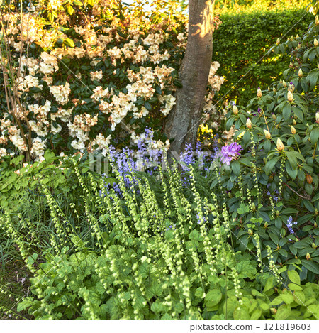 Landscape view of common bluebell flowers growing and flowering on green stems in private backyard or secluded home garden. Textured detail of blooming blue kent bells or campanula plants blooming 121819603