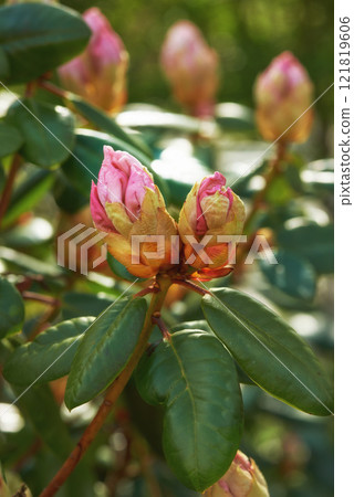 Closeup of Azaleas blooming in a backyard garden in summer. Zoom of Rhododendron flowering plants blooming and budding in a nature park during spring. Leafy wildflowers growing in a park or field 121819606