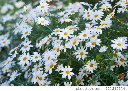 White Margguerite daisy growing in a lush green cultivated garden for medicinal horticulture. Nature landscape of beautiful and colorful Argyranthemum frutescens flowers blooming outside in spring 121819614