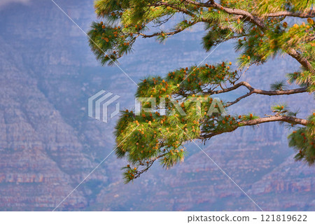 Landscape of trees against a mountain background in South Africa, Western Cape . Closeup of greenery and vegetation in nature in a secluded popular natural environment for tourism in summer 121819622
