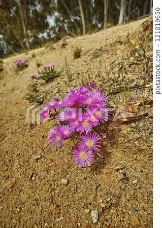 Pink trailing ice plant flowers growing on the ground on Table Mountain, Cape Town, South Africa. Barren landscape of shrubs, colorful flora and plants in a peaceful and uncultivated nature reserve Pink trailing ice plant flowers growing on the ground on Table Mountain, Cape Town, South Africa. Barren landscape of shrubs, colorful flora and plants in a peaceful and uncultivated nature reserve 121819650