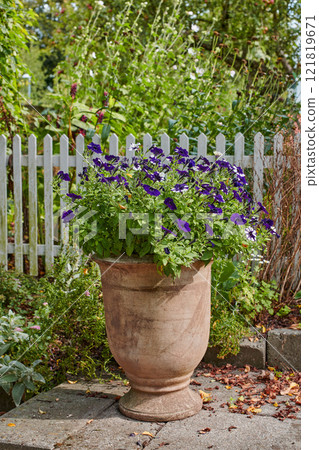 Flower pot with petunias growing in a white picket fence backyard or home garden in autumn on a patio. Beautiful flowering plant blooming in a yard outdoors. Lush plants and fallen leaves outside Flower pot with petunias growing in a white picket fence backyard or home garden in autumn on a patio. Beautiful flowering plant blooming in a yard outdoors. Lush plants and fallen leaves outside 121819671