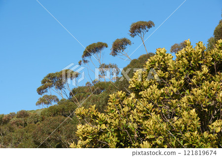 Beautiful flowers, plants, and trees on a mountain in South Africa, Western Cape. Landscape view of growing vegetation and greenery in a natural environment for calmness and peace in nature in summer 121819674