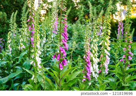 Closeup of beautiful purple common foxglove flowers blooming outdoors in a front or backyard on a sunny spring day. Isolated in a peaceful garden, symbolizing calm and graceful nature during summer 121819696