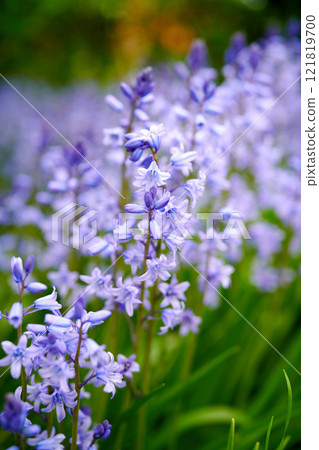Beautiful blue flowers blooming in late Spring with green stems. An isolate relaxing peaceful garden to admire pretty colourful plants also known as Scilla siberica. Purple floral garden arrangement 121819700
