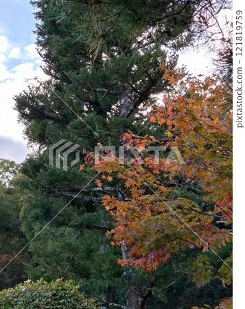 大松樹和秋葉① 121819759