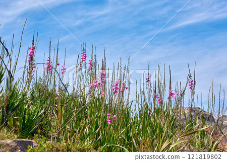 Pink wild watsonia flowers growing on hill against a blue cloudy sky. Low angle of purple Bugle Lily plants blooming between rocks and grass with copy space. Indigenous South African Iridaceae blooms Pink wild watsonia flowers growing on hill against a blue cloudy sky. Low angle of purple Bugle Lily plants blooming between rocks and grass with copy space. Indigenous South African Iridaceae blooms 121819802