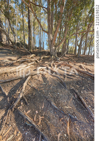 Natural view of forest in Cape Town. Trees with roots in nature with beauty surrounding the great outdoors. Beautiful trail hike in table mountain to explore the life journey through scenery. Natural view of forest in Cape Town. Trees with roots in nature with beauty surrounding the great outdoors. Beautiful trail hike in table mountain to explore the life journey through scenery. 121819812