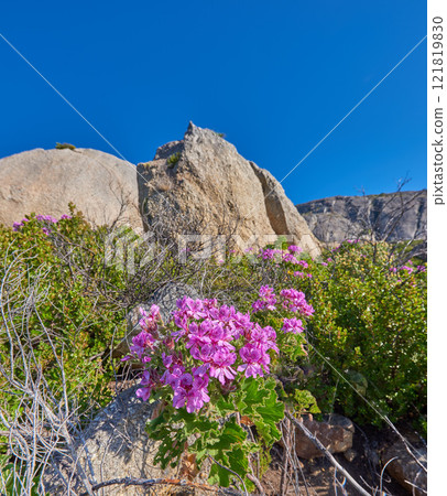 Rocky mountain side with plants flowers and clear blue sky on a sunny Summer day. Beautiful isolated relaxing and tranquil scene in nature. Wilderness located in the Western Cape of South Africa Rocky mountain side with plants flowers and clear blue sky on a sunny Summer day. Beautiful isolated relaxing and tranquil scene in nature. Wilderness located in the Western Cape of South Africa 121819830