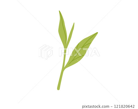 綠茶/抹茶_茶葉插畫1 綠茶/抹茶_茶葉插畫1 121820642