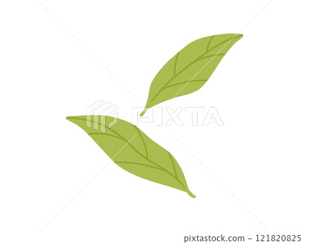 Green tea/matcha_tea leaves illustration 4 121820825