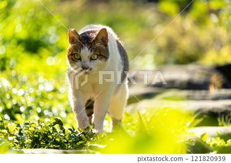 A stray cat with a brown tabby pattern walking on stepping stones by a pond surrounded by greenery A stray cat with a brown tabby pattern walking on stepping stones by a pond surrounded by greenery 121820939
