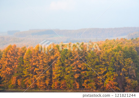 Biei: Beautiful autumn foliage of the Karamatsu trees 121821244