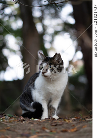 A stray cat with a brown tabby pattern meowing in the woods against a bokeh background 121821437