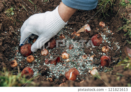 hands holding tulip bulbs before planting them in the ground 121821613